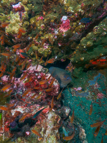 Giant moray lurking under the rock © Mayumi.K.Photography