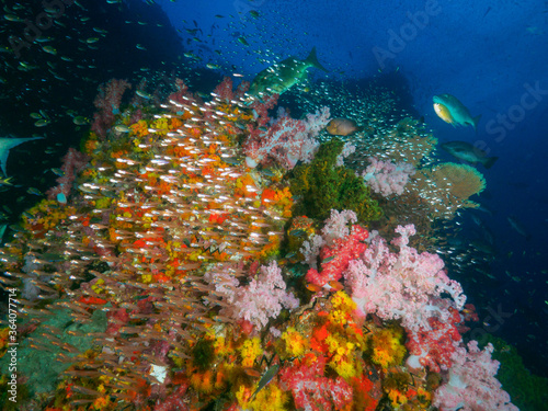 Fototapeta Naklejka Na Ścianę i Meble -  Coral bommie with school of Glassfish