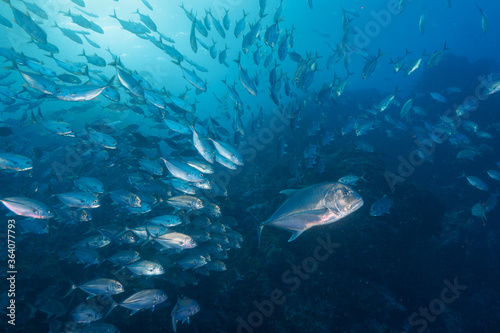 A massive school of Bigeye trevally