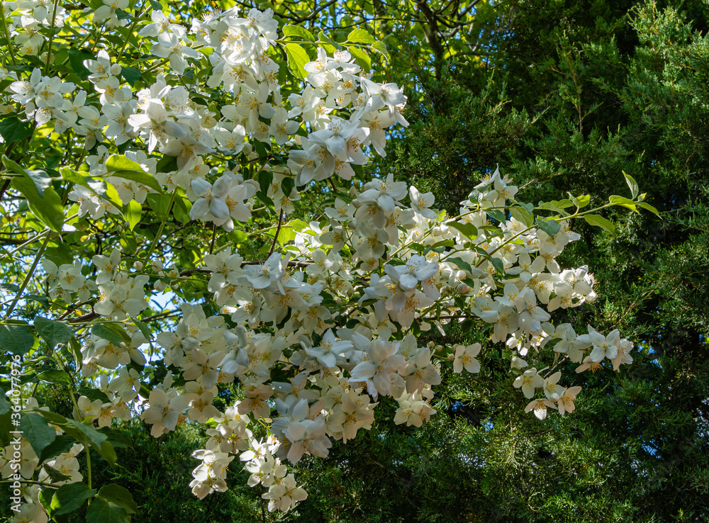 Obraz premium Large white flowers on a branch of a flowering jasmine bush lewisii Philadelphus. Blurry background of evergreens. Selective focus. Well maintained garden. Flower landscape. There is place for text.