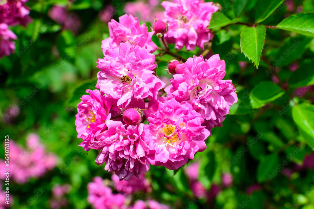 Bush with many delicate vivid pink magenta rose in full bloom and green leaves in a garden in a sunny summer day, beautiful outdoor floral background photographed with soft focus. Bush with many delicate vivid pink magenta rose in full bloom and green leaves in a garden in a sunny summer day, beautiful outdoor floral background photographed with soft focus.
