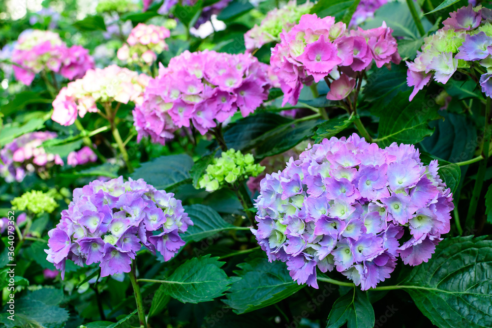 Magenta pink hydrangea macrophylla or hortensia shrub in full bloom in a flower pot, with fresh green leaves in the background, in a garden in a sunny summer day. Magenta pink hydrangea macrophylla or hortensia shrub in full bloom in a flower pot, with fresh green leaves in the background, in a garden in a sunny summer day.