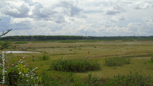 landscape with a river 