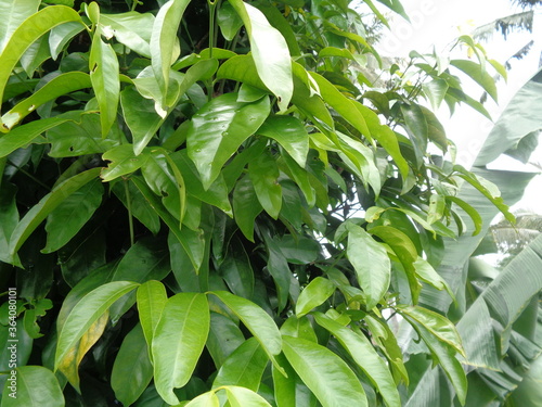 Gnetum gnemon (also called gnemon, melinjo, belinjo, kuliat, culiat, bago, bigo and padi oats, paddy oats) with a natural background photo