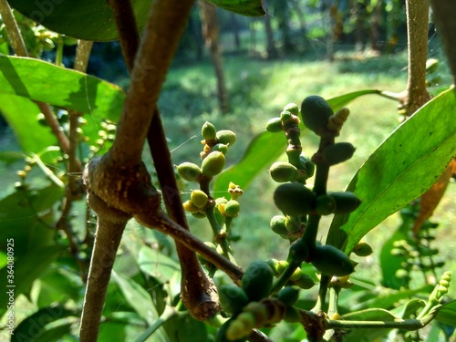 Gnetum gnemon (also called gnemon, melinjo, belinjo, kuliat, culiat, bago, bigo and padi oats, paddy oats) with a natural background photo