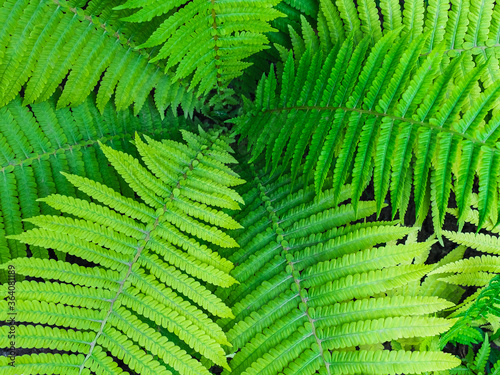 large green fern branches in the forest top view - floral background