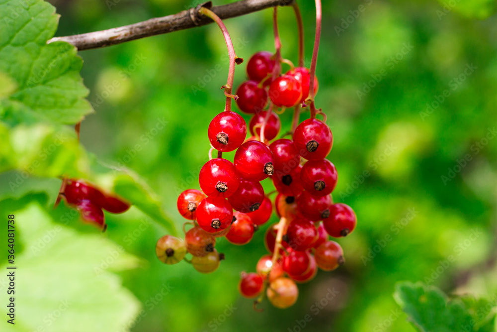 red currants on twigs in the garden
