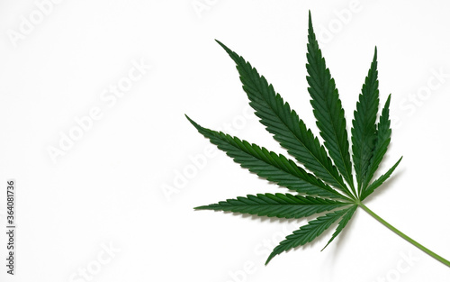 Top view of the green leaves of the cannabis plant cannabis on a white background