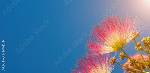 Albizia julibrissin or Lankaran acacia pink flower on green background. Selective focus Flower of Lankaran acacia. Close up. Copy space. Summer card background photo