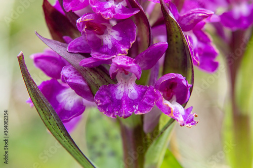 Heart-shaped Marsh Orchid  Dactylorhiza cordigera 