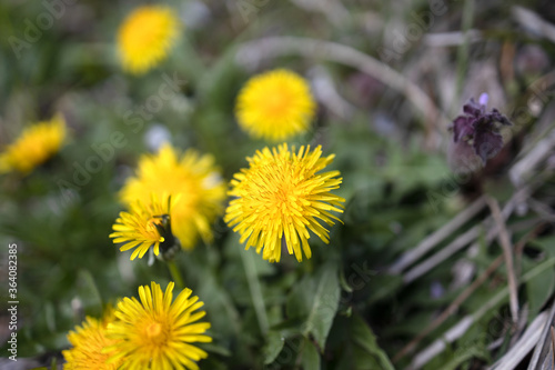 Wallpaper Mural タンポポ Torontodigital.ca