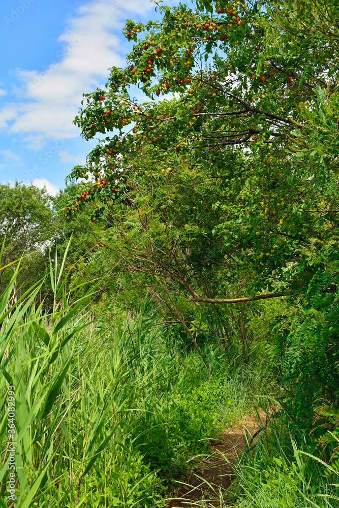 Naklejka premium A small footpath passing under an emolo plum tree in the wetlands of Isola Della Cona in Friuli-Venezia Giulia, north east Italy 