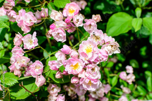 Bush with many delicate white and pink roses in full bloom and green leaves in a garden in a sunny summer day, beautiful outdoor floral background photographed with soft focus.