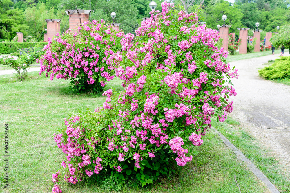 Bush with many delicate vivid pink magenta rose in full bloom and green leaves in a garden in a sunny summer day, beautiful outdoor floral background photographed with soft focus.