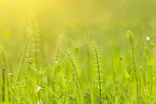 Nature Background with fresh green grass and plants in sunlight with beautiful bokeh effect