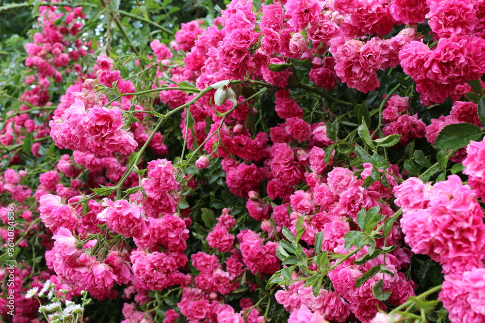 
Bright pink little roses bloom on a garden fence in summer