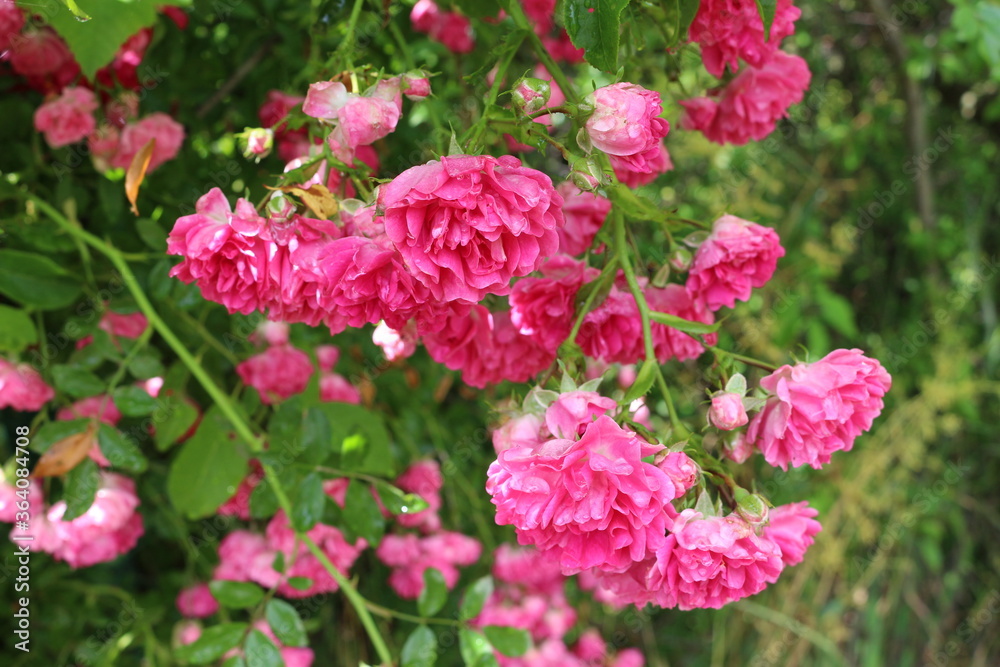 Bright pink little roses bloom on a garden fence in summer
Bright pink little roses bloom on a garden fence in summer