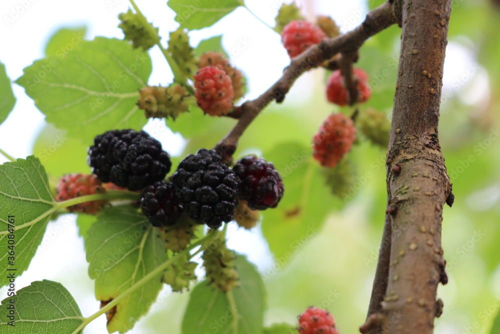Black mulberry berries ripen on a tree on a sunny summer day
Black mulberry berries ripen on a tree on a sunny summer day