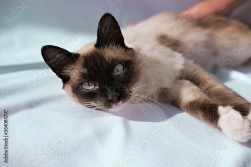 cute balinese cat laying and looking at viewer. fluffy cat with blue eyes. oriental breed cat relaxing under sunlight. Pet adoption and vet clinic concept. cat food or pet care lable or advertising.