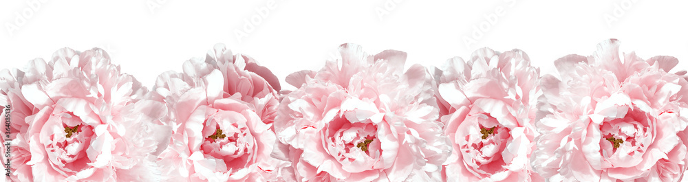 Amazing fresh flower heads of pink peonies as bottom border. Isolated on white background. Frame of gentle pink flowers. Banner.