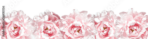Amazing fresh flower heads of pink peonies as bottom border. Isolated on white background. Frame of gentle pink flowers. Banner.