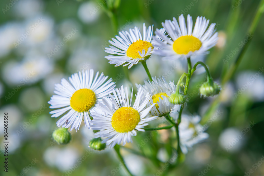 Fototapeta premium White camomiles on blurry background with bokeh effect.