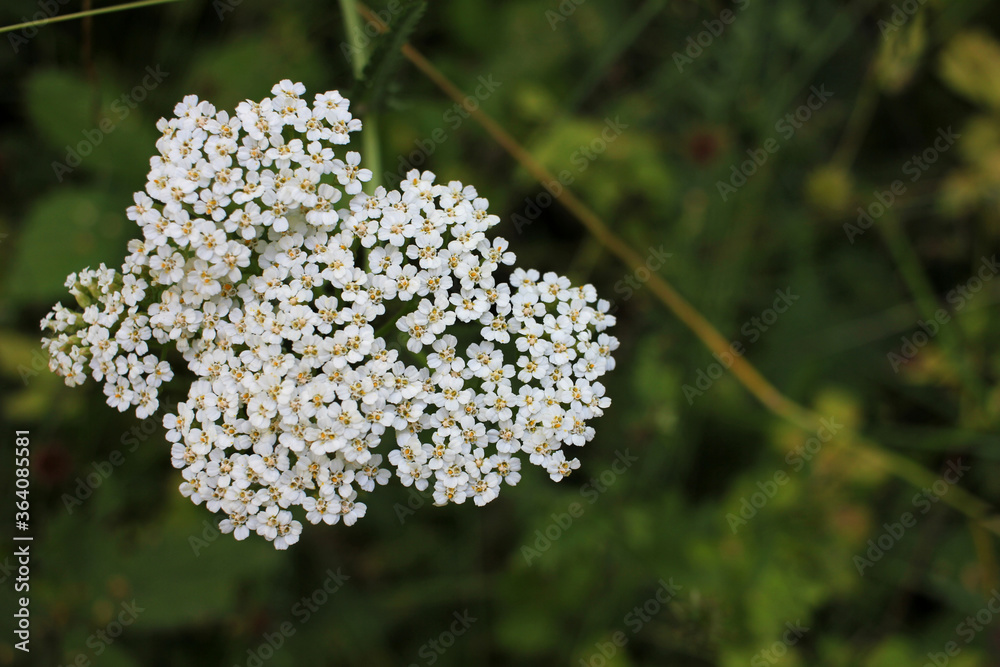 Common yarrow little white flowers on a green blurred floral background with copy space. Close-up of medicinal wild herb Achillea millefolium during flowering. Selective focus.
Common yarrow little white flowers on a green blurred floral background with copy space. Close-up of medicinal wild herb Achillea millefolium during flowering. Selective focus.
