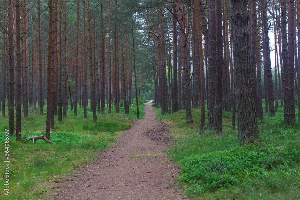 Fototapeta premium Baltic forest in fog