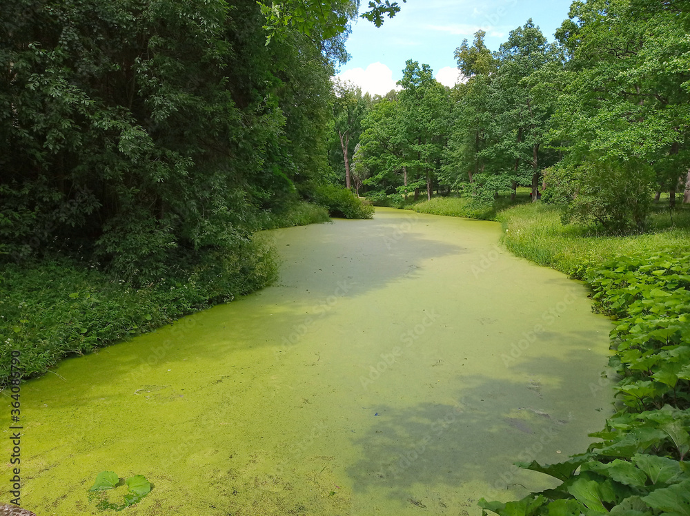 Naklejka premium Green duckweed on the water