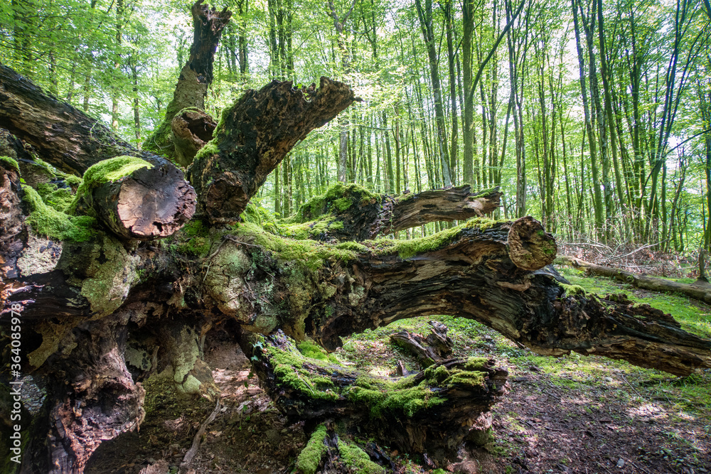 Haya caído en bosque, Artikutza, Navarra Haya caído en bosque, Artikutza, Navarra