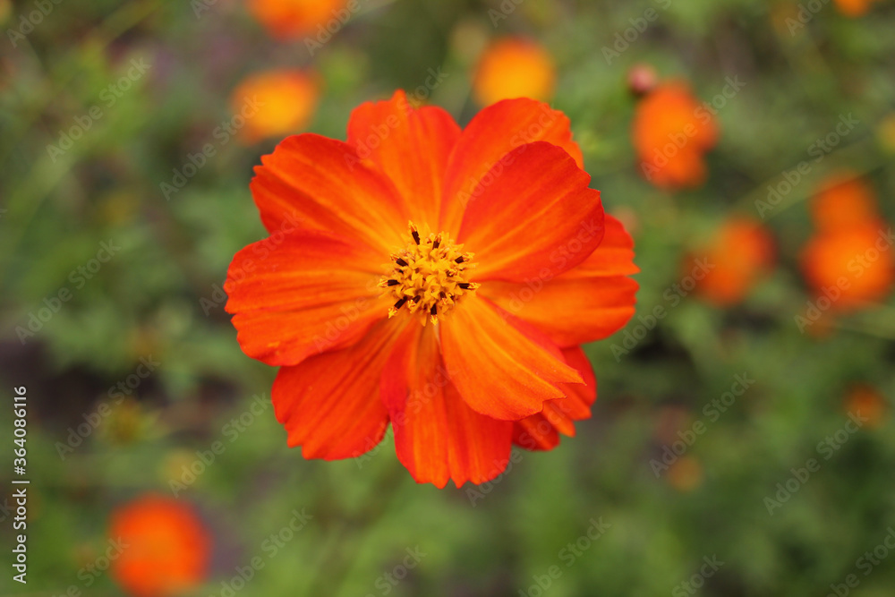 Orange cosmos flower in the summer garden in sunny day. Close-up. Selective focus Orange cosmos flower in the summer garden in sunny day. Close-up. Selective focus