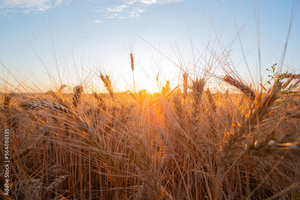Rural outdoors scene, ripe wheat agricultural field. Rye plantation and blue sky with clouds. Rural outdoors scene, ripe wheat agricultural field. Rye plantation and blue sky with clouds.