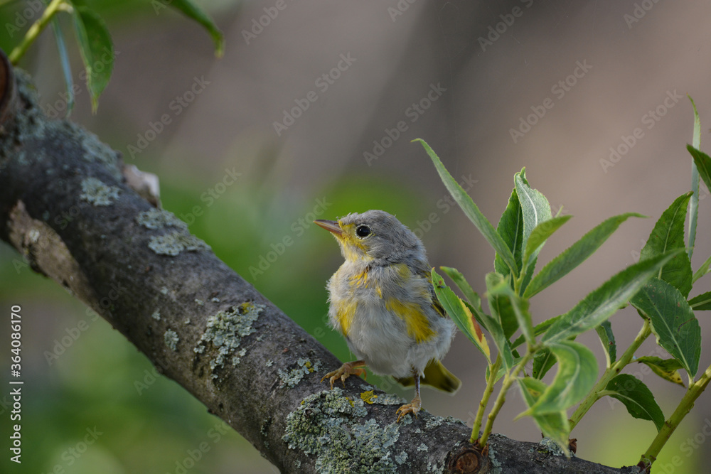 Baby fledgling Yellow Warbler Baby fledgling Yellow Warbler