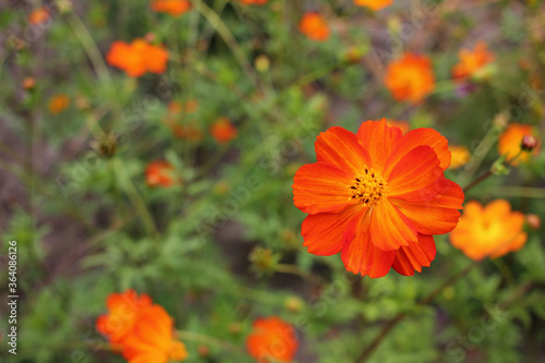 Orange cosmos flower in the summer garden in sunny day. Close-up. Selective focus