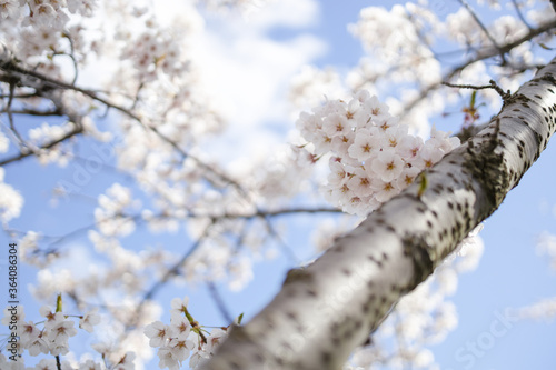 Wallpaper Mural 桜 Torontodigital.ca