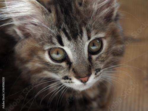 Portrait of a two-month-old Norwegian forest cat kitten.