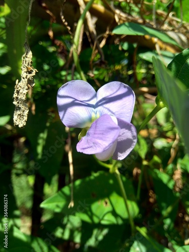 Winged bean (indonesian call it kecipir) with a natural background photo