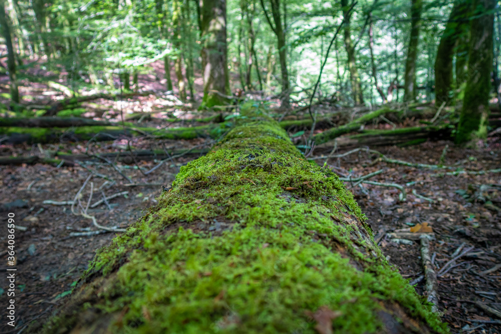 Árbol caído en el Bosque, Artikutza, Navarra, España, Europa Árbol caído en el Bosque, Artikutza, Navarra, España, Europa