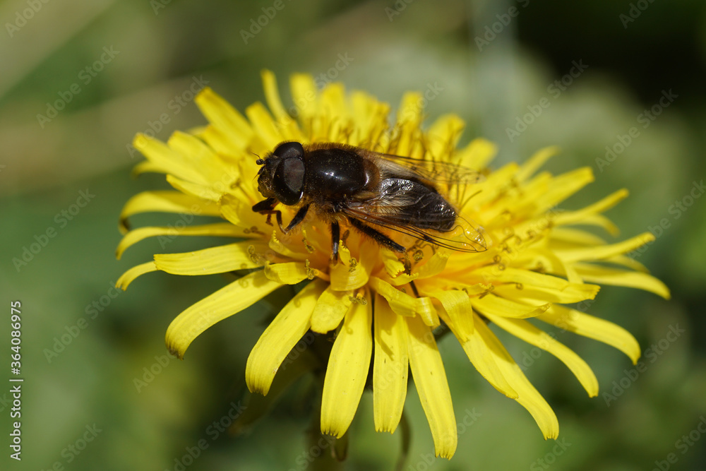 Male hoverfly, Tapered Drone Fly, Eristalis pertinax family Syrphidae on the flower of Taraxacum officinale, the common dandelion of the family Asteraceae or Compositae. Netherlands, March Male hoverfly, Tapered Drone Fly, Eristalis pertinax family Syrphidae on the flower of Taraxacum officinale, the common dandelion of the family Asteraceae or Compositae. Netherlands, March
