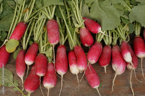 fresh radishes for salad.radishes from the garden with green tails.bright pink long radish.Summer fresh salad.ingredient for salad. radish background.