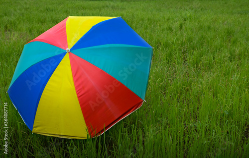 Colorful umbrella placed in the seeding rice fields