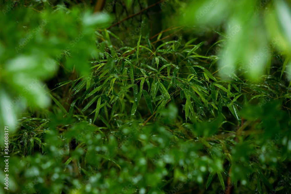 夏の雨の日の竹林の風景