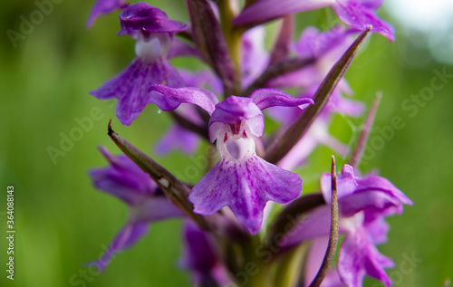 Kalopissis` Marsh Orchid (Dactylorhiza kalopissii) photo