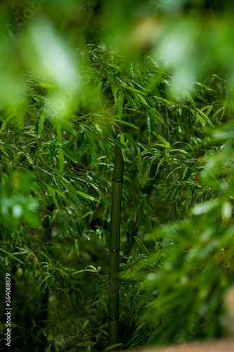 夏の雨の日の竹林の風景