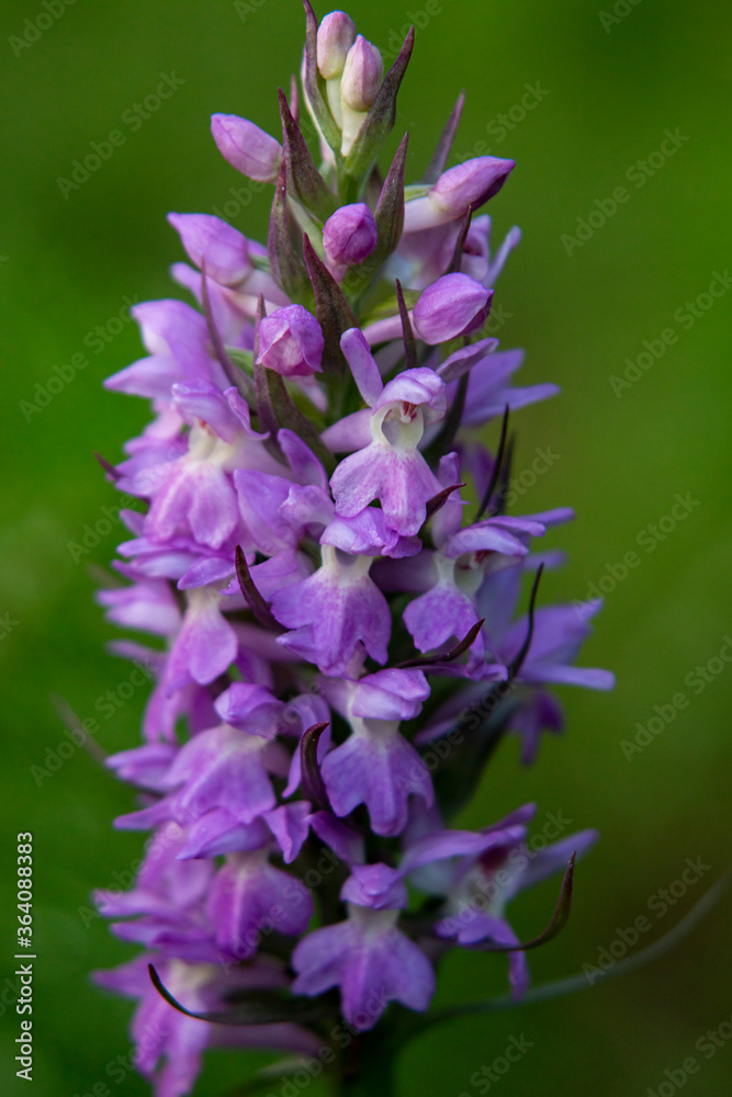 Kalopissis` Marsh Orchid (Dactylorhiza kalopissii) Kalopissis` Marsh Orchid (Dactylorhiza kalopissii)