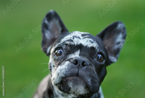 Marble French Bulldog. Rare color of the dog. puppy on the grass © annaav