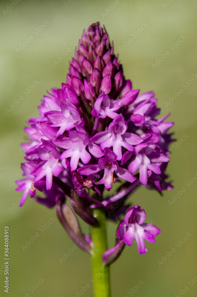 Pyramidal Orchid (Anacamptis pyramidalis) close up picture Pyramidal Orchid (Anacamptis pyramidalis) close up picture