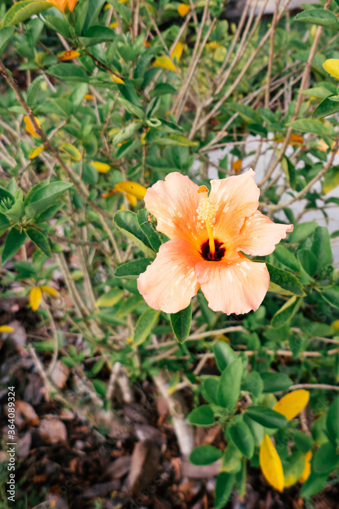 Orange Hibiscus Rosa flower in summer Orange Hibiscus Rosa flower in summer