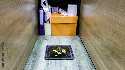 Glue and biscuits for trapping mice in the office. rat trapping