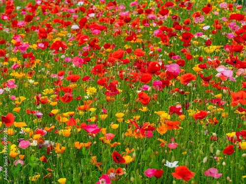 Colourful red, yellow and orange poppies flowering in a summer garden © AngieC